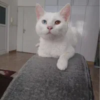 واگذاری گربه ترکیش