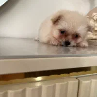 توله پامرانین|سگ|هشتگرد, شهرک اداری|دیوار