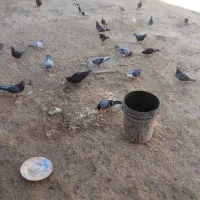 30عدد نر جوان|پرنده|زهک, |دیوار