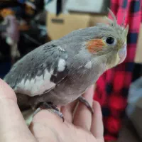 4تا جوجه عروس هلندی ماده دون خور 1 ماهه دستی