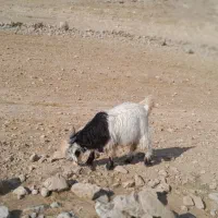 بیگ تخمی