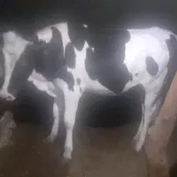 گاو