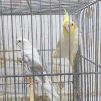 فروش یک جفت طوطی عروس هلندی تخم گذار|پرنده|شوشتر, |دیوار