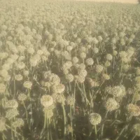 بذر پیاز|خدمات باغبانی و درختکاری|فلاورجان, |دیوار