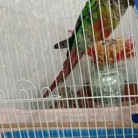 طوطی گرینچیک سخنگو