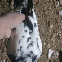 کبوتر|پرنده|خمینی‌شهر, |دیوار