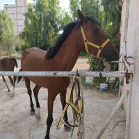 اسب درشور