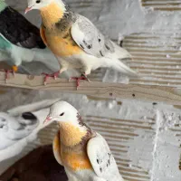 کفترماده هما تضمینی