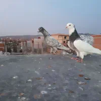 کبوتر گمشده