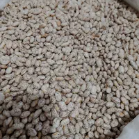 لوبیا چیتی بشرط ممتاز عمده