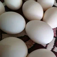 تخم مرغ محلی درشت