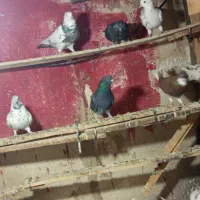 کفتر بجایی|پرنده|شهریار, شهریار|دیوار