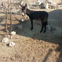 الاغ ماده|حیوانات مزرعه|ویسیان, |دیوار