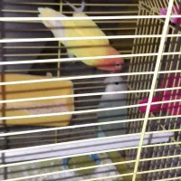 یک جفت طوطی برزیلی نروماده