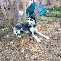 سگ هاسکی|سگ|فریمان, |دیوار