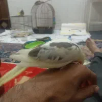 فروش طوطی سرلاکی و دستی نرمه خور|پرنده|لار, |دیوار