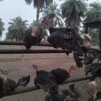 بوقلمون بالغ|حیوانات مزرعه|اهواز, کوی مهدیس|دیوار