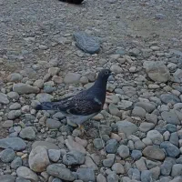 جوجه مکس|پرنده|گرگان, |دیوار