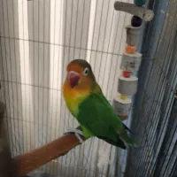 یک عدد کوتوله برزیلی نر بازیگوش به همراه قفس بزرگ|پرنده|شهریار, شهرک وائین|دیوار