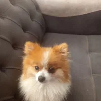 سگ پامرین عروسکی خیلی باهوشه میرقصه دست میده