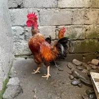 خروس گردن گلابی و مرغ فرفری