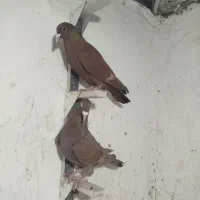 نرسوراخ چاشنی بازی