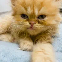 واگذاری گربه پرشین ( بریتیش -اسکلتیش)