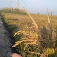 برنج شاهبنپپور/شوشتر،/پخش عمده برنح ایرانی عنبرو