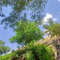 عاقد دفترخانه  رسمی ازدواج