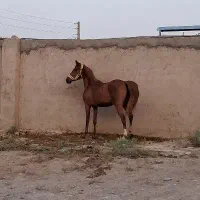 مادیون عرب|اسب و تجهیزات اسب‌سواری|ورامین, ورامین|دیوار