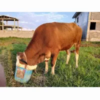 گاو سیمینتال آبستن