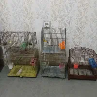 قفس سهره ، قناری