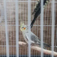 سه عروس هلندی ( ۱خواهر و ۲ برادر)+ قفس شیک و بزرگ|پرنده|قم, بکایی|دیوار