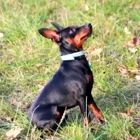 سگ دوبرمن مینیاتوری وارداتی آلمانی معاوضه|سگ|شیراز, منطقه هوایی شهید دوران|دیوار