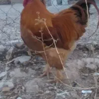 خروس برهما|حیوانات مزرعه|قیدار, |دیوار