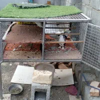 قفس کبوتر و پرنده