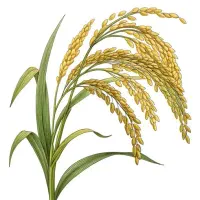 فروش شلتوک برنج (بذر برنج) رقم هاشمی