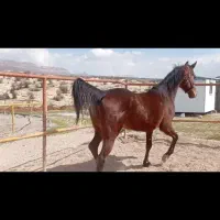 مادیان کورد