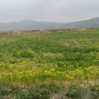 زمین-دیم-زوارم