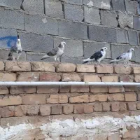 جوجه کفتر تهرونی