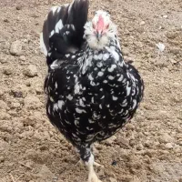 ۲ عدد مرغ گلین فول که یکیش کرچه