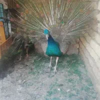 طاووس|پرنده|شیروان (خراسان), |دیوار