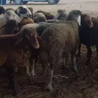 55000000|حیوانات مزرعه|گنبد کاووس, |دیوار
