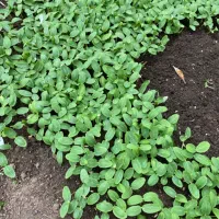 نشا بادمجان،گوجه،خیار،فلفل