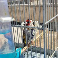 سهره جفتی قناری