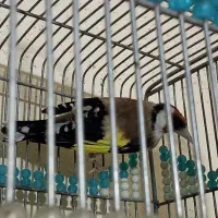 سهره سر سیاه