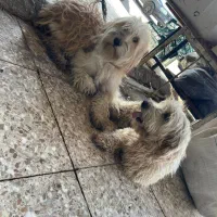 توله اشمیتز ترییر