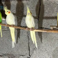 یک جفت عروس هلندی لوتینو (کلکسیونی)|پرنده|دره شهر, |دیوار