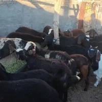 بره ریز قلم