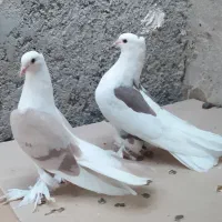 کبوتر قشنگ|پرنده|خورموج, |دیوار